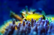 夢中的魚之海，一場與小魚的奇妙邂逅，夢中之海，與小魚的奇妙邂逅