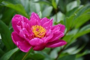 花啦花啦注冊難題解析，常見問題及解決方案，花啦花啦注冊攻略，常見問題解答與解決方案