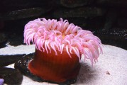 夢(mèng)到抓魚，豐收與希望的象征，夢(mèng)到抓魚，豐收與希望的象征