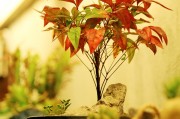 孕婦夢到種菜的寓意與解讀，孕婦夢到種菜的寓意與解析