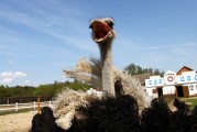 夢(mèng)中的鴕鳥之旅，夢(mèng)鴕之旅