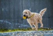 夢遨犬行——一次遛狗的夢境之旅，夢遨犬行，遛狗的夢境之旅