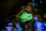 夢境中的火光——一次驚心動魄的夢，夢境中的火光，一次驚心動魄的夢
