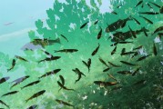 捕魚大師注冊攻略，輕松成為捕魚高手，暢享歡樂時光！捕魚大師注冊指南，快速晉升捕魚達人，盡享游戲樂趣