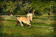 荒野之息馬匹注冊全攻略，解鎖馬匹自由馳騁的秘密，荒野之息馬匹注冊全解密，駕馭自由馳騁的駿馬之道