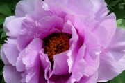 夢(mèng)中的牡丹花，夢(mèng)中的牡丹花盛開之美