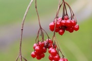 孕婦夢(mèng)到吃蘋果的寓意與解讀，孕婦夢(mèng)到吃蘋果的寓意與解析