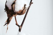 如何理解鐵鷹期權(quán)的策略特點(diǎn)？這些特點(diǎn)在實(shí)際操作中有何作用？
