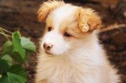 犬舍注冊全攻略，流程、注意事項及必備材料，一站式指南，犬舍注冊全解析