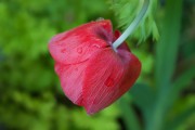懷孕期間夢到花的神秘寓意，懷孕期間夢到花的神秘寓意