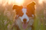 媽媽夢中的神秘之犬，媽媽夢中的神秘之犬，犬影幻夢