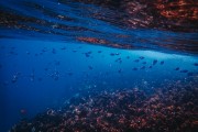 鯊魚游戲免費(fèi)下載，帶你暢游海洋的冒險(xiǎn)之旅，鯊魚游戲，探索海洋深處的冒險(xiǎn)世界！免費(fèi)下載！