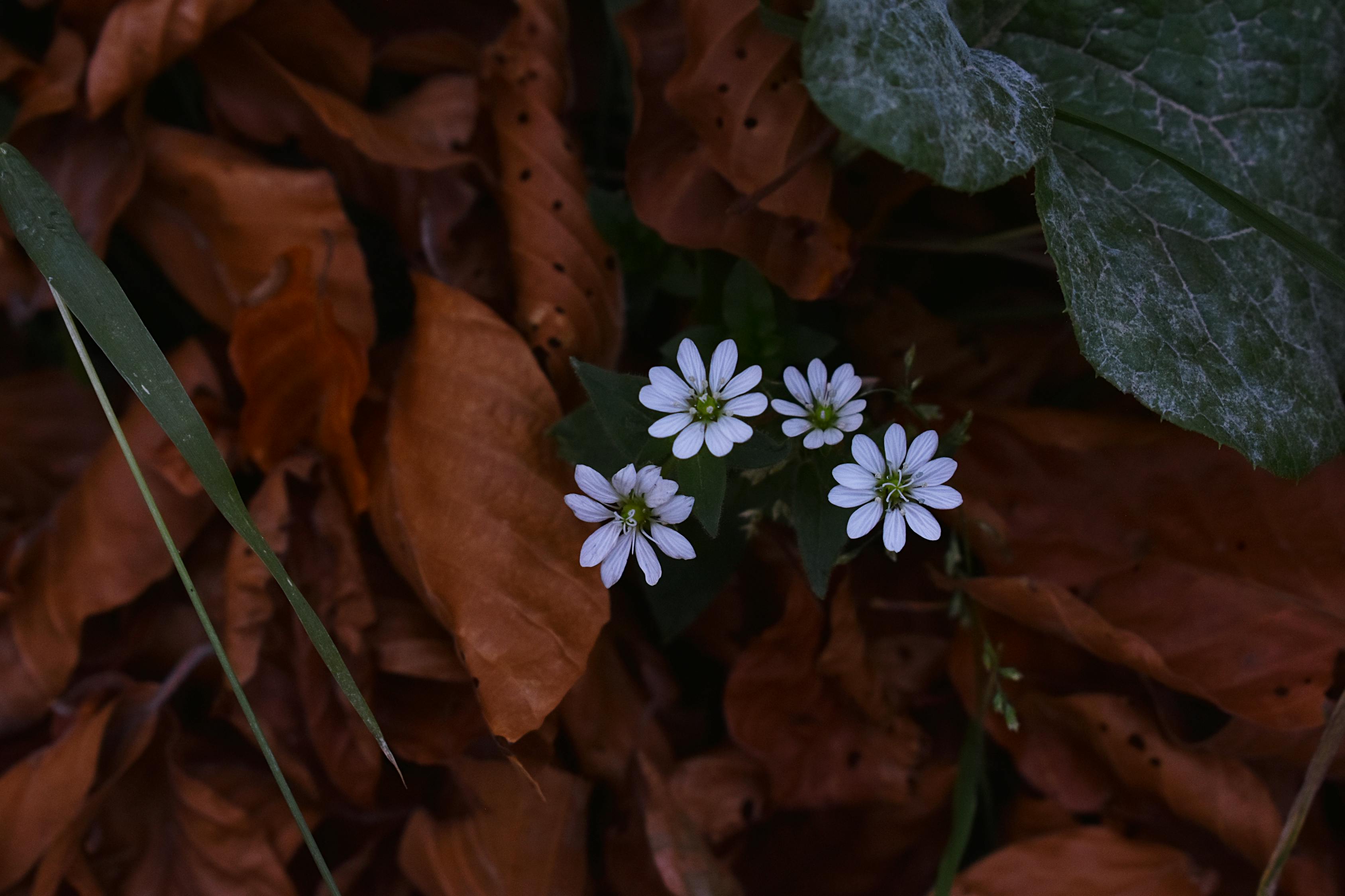 孕婦夢(mèng)到菠菜的寓意與解讀