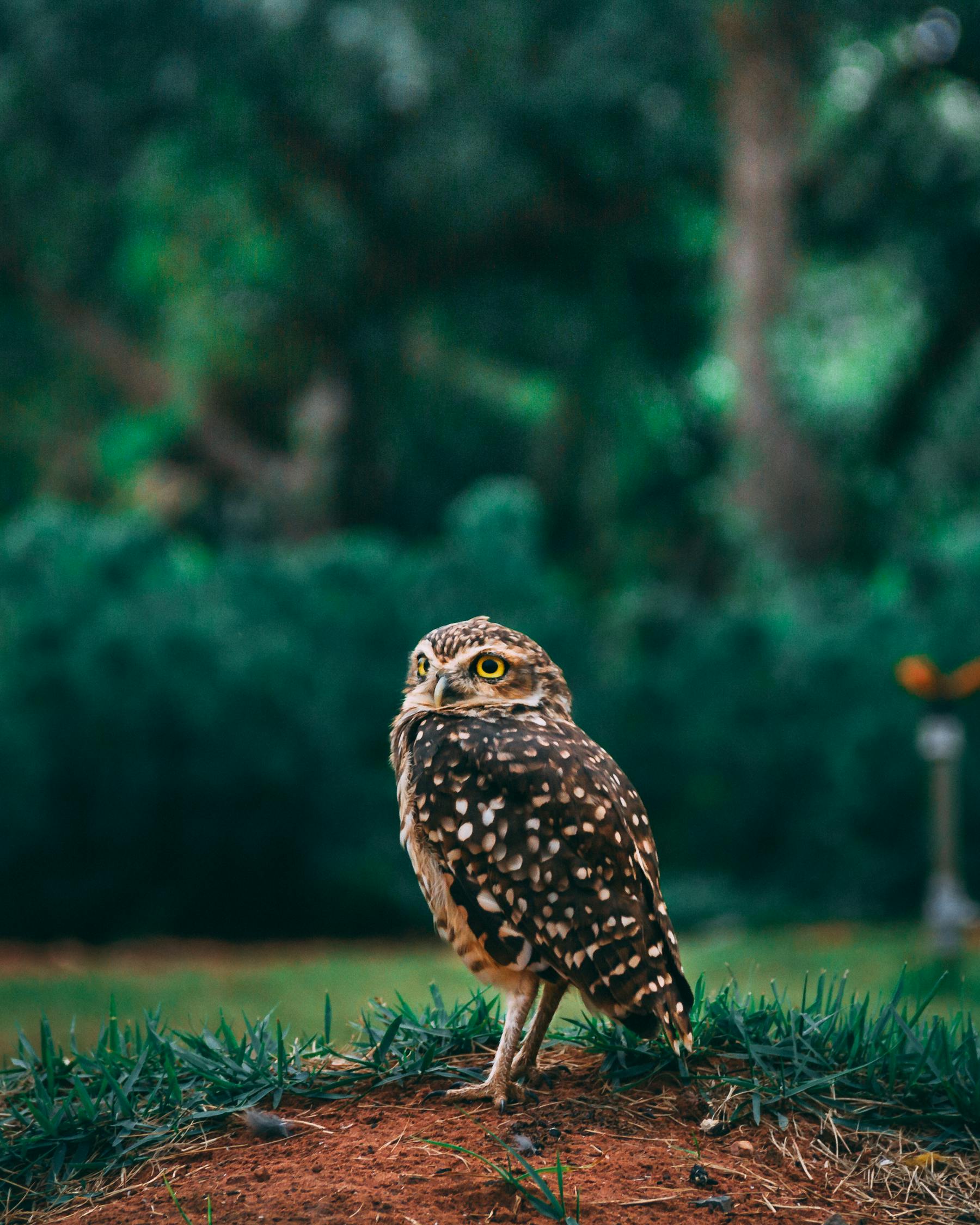 夢中的小動物世界，一場奇妙的夢境之旅