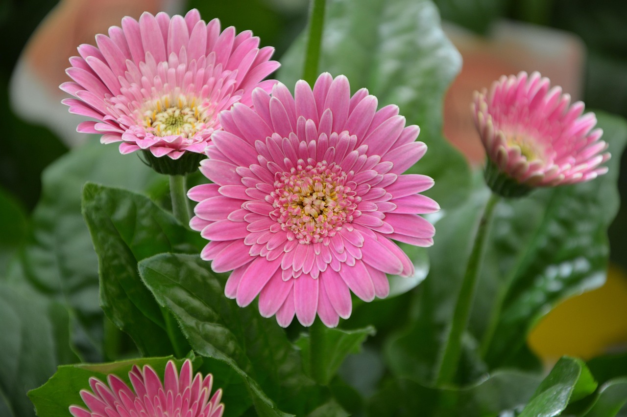 夢(mèng)中畫(huà)花，綻放心靈的藝術(shù)之旅