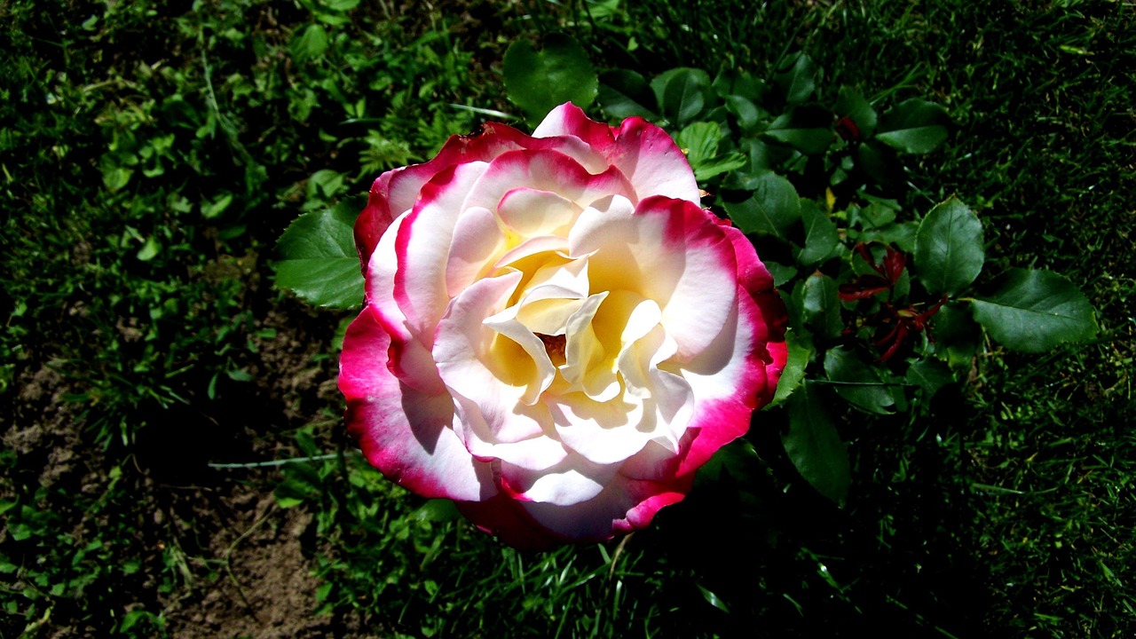 槐樹花之夢(mèng)，探尋心靈深處的秘密