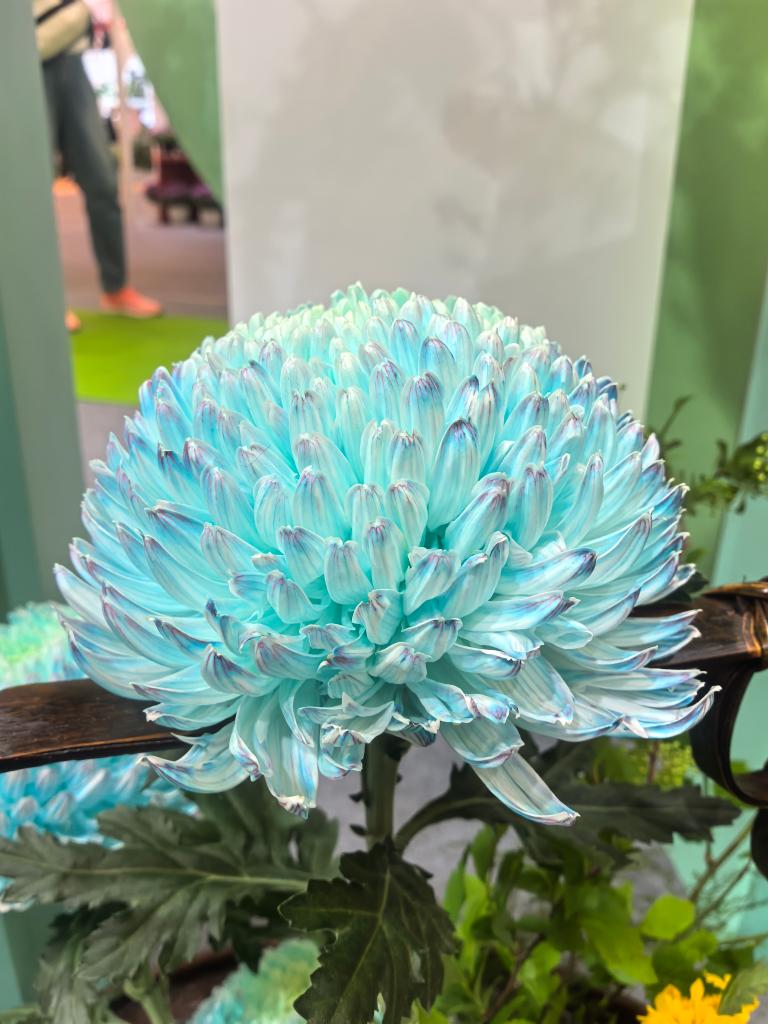 年產(chǎn)值超5000億元！“鮮花經(jīng)濟”一路生花