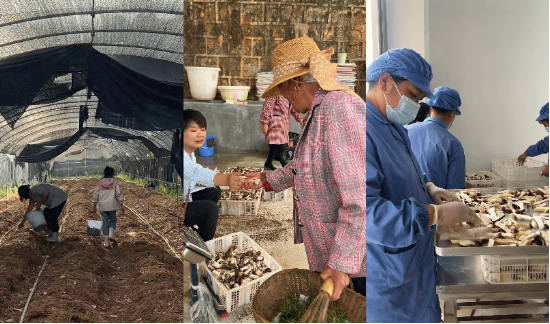 奇富科技百萬幫扶云南中屏鎮(zhèn)：菌菇田里的振興密碼與“村BA”的雙向奔赴